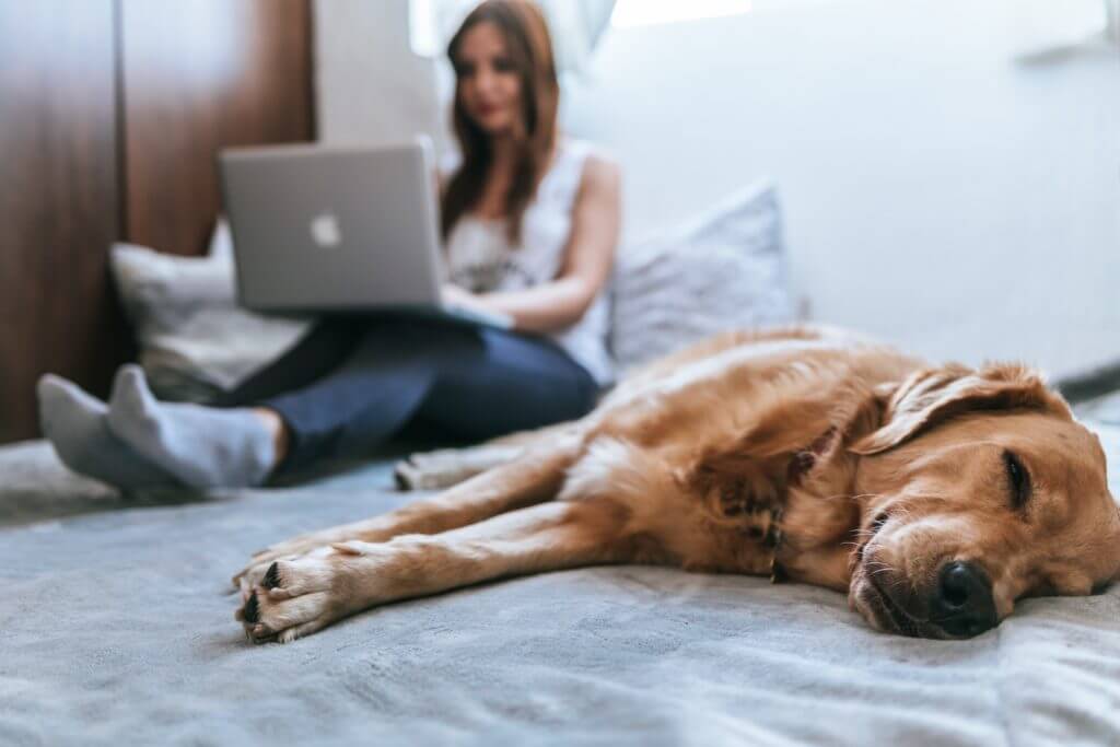 Pet Insurance 1 Pet Insurance 1